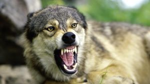 how-do-wolves-protect-themselves_028f4325-e514-4aa8-a912-9a242db6a8b9