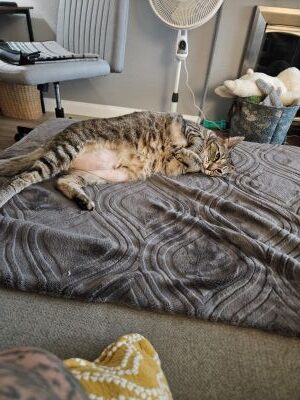1000013012 Frontline Gaming Tabby cat sleeping on a gray patterned blanket on a bed, with a standing fan and chair in a cozy room.