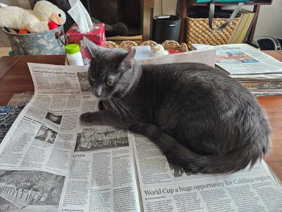 1000013092 Frontline Gaming Gray cat resting on a newspaper spread across a wooden table, with baskets and magazines in the background.