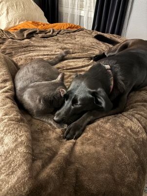 1000013096 Frontline Gaming Two dogs lying close together on a soft brown bed cover, resting their heads side by side.