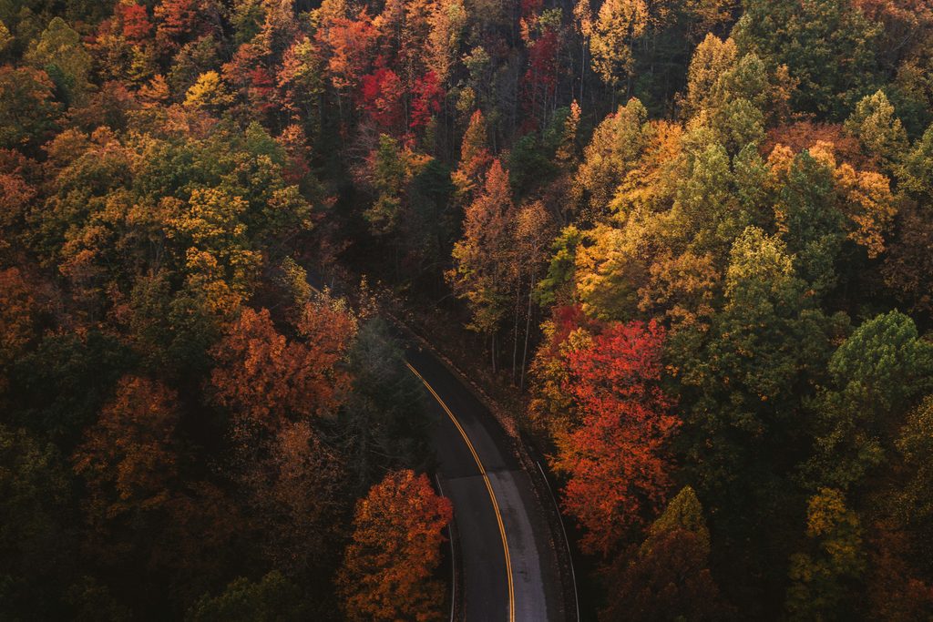 Aerial view of a winding road cutting through a dense autumn forest with trees in orange red and yellow hues
