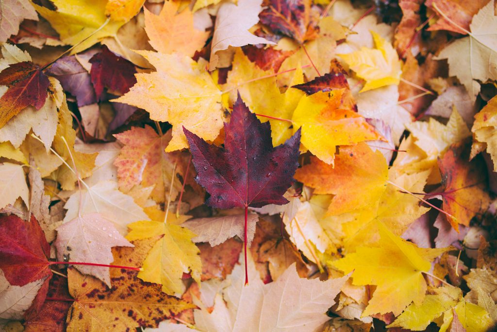 Pile of vibrant autumn leaves in yellows oranges and reds scattered on the ground