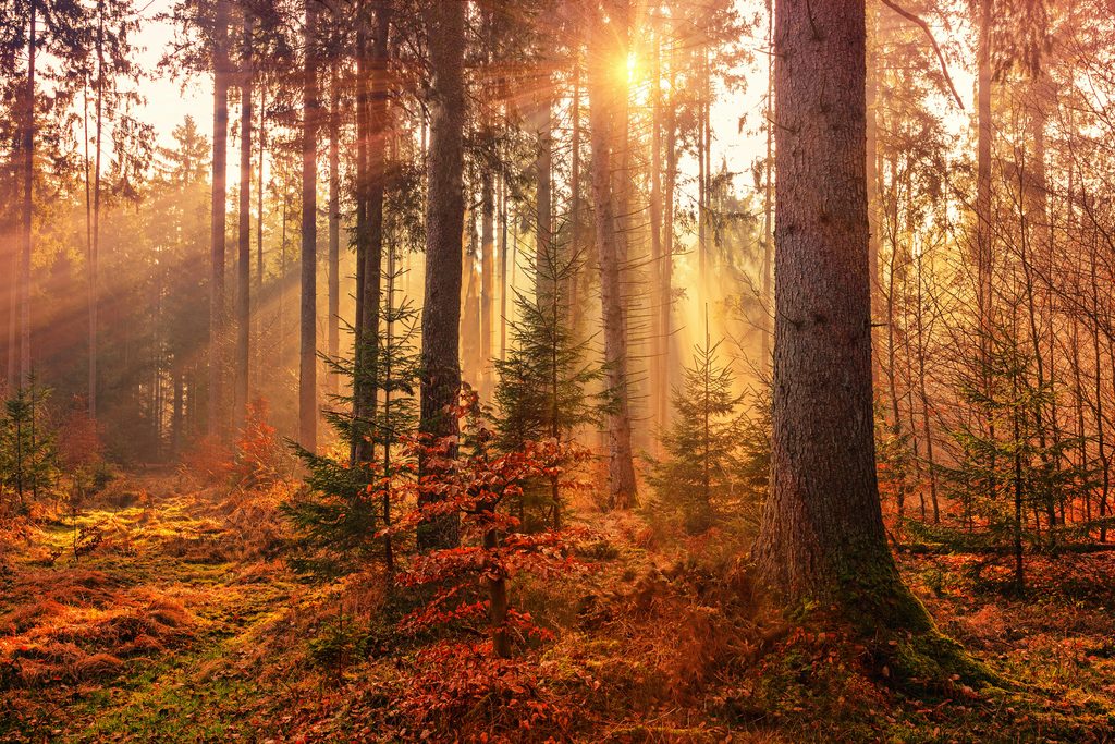 johannesplenioRwHv7LgeC7sunsplash Frontline Gaming Sunlit autumn forest with tall trees and warm orange red foliage on the forest floor