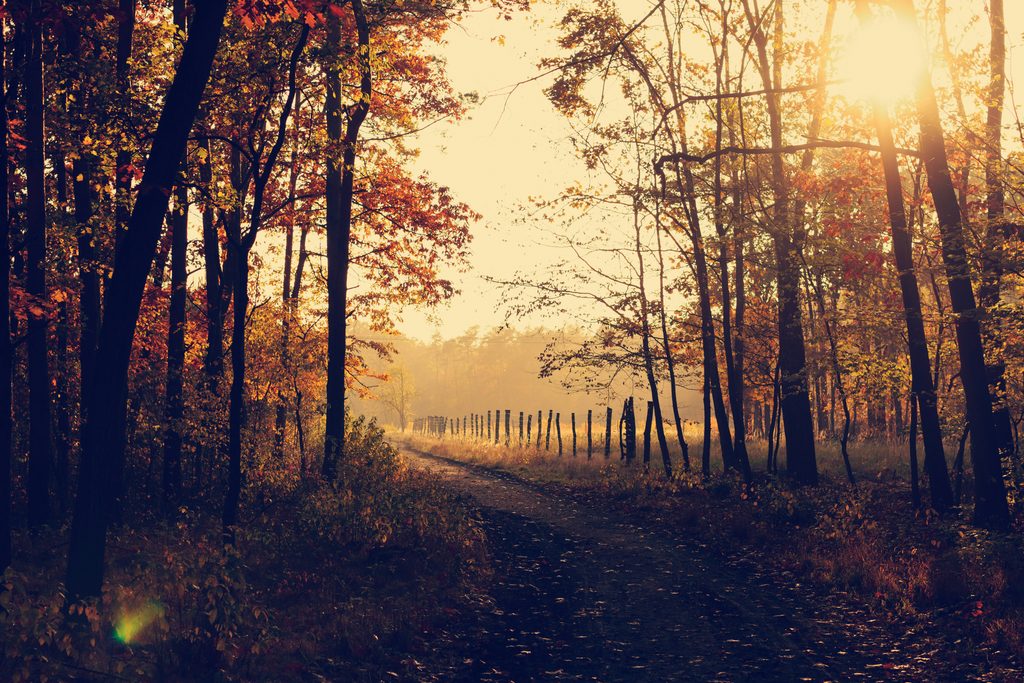 lukaszszmigielps2daRcXYesunsplash Frontline Gaming Sunlit autumn forest with a dirt path winding between trees and a distant fence edge